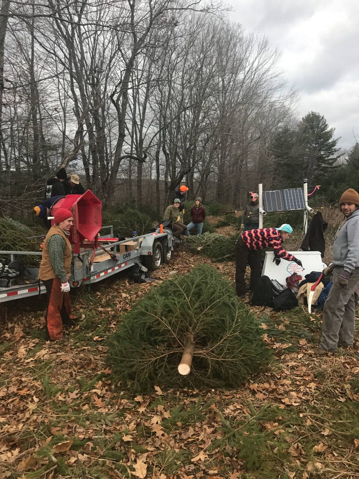 Easy Ways to Make Your Christmas Tree Harvesting More Efficient The